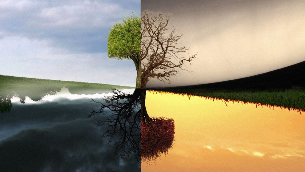 Photo of a single tree in four seasons